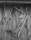 Old honeycomb frame hangs on the barn wall Royalty Free Stock Photo