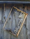 Old honeycomb frame hangs on the wall Royalty Free Stock Photo