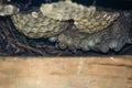 An old honeycomb nest inside a wood box. No bees inside Royalty Free Stock Photo