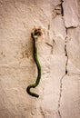 Old hook on wall Royalty Free Stock Photo