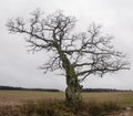 Old, hooked oak in Latvia Royalty Free Stock Photo