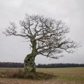 Old, hooked oak in Latvia Royalty Free Stock Photo