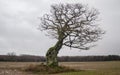 Old, hooked oak in Latvia Royalty Free Stock Photo