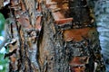 Old hornbeam bark. Woody texture.