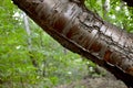 Old hornbeam bark. Woody texture.