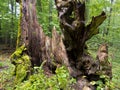 Old hornbeam tree stump from inside