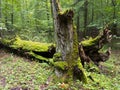 Old hornbeam tree stump