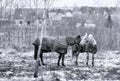 Old horse with caparison in winter cloudy day Royalty Free Stock Photo