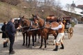 old horse carriages