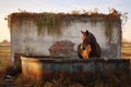 old horse drinking trough in an abandoned farm Royalty Free Stock Photo