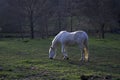 Old horse grazing in the field at sunset in a mountain setting in Extremadura