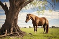 old horse grazing in a paddock