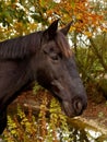 Old Horse Headshot