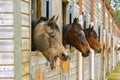 Old horse neighing Royalty Free Stock Photo