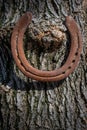 Old horse shoe hanging on tree ,to bring good luck.background Royalty Free Stock Photo