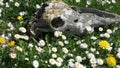 Old horse skull cranium on summer meadow with blossoming daisies, zoom in