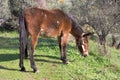 Old horse tethered Royalty Free Stock Photo