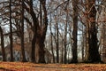 Old house behind the the trees Royalty Free Stock Photo