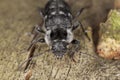 Old house borer (Hylotrupes bajulus)