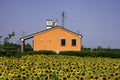 Old house in the country of Polesine with sunflowers