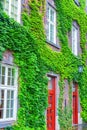 Old house covered by green ivy Royalty Free Stock Photo