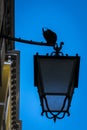 Rustic street lamp with pigeon in Venice, Italy.