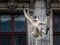 Old House Facade with Monkey Sculpture in Berlin Royalty Free Stock Photo