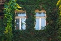 Old house facade overgrown with green ivy Royalty Free Stock Photo