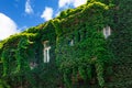 Old house facade overgrown with green ivy Royalty Free Stock Photo