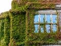 Old house facade and window covered with green ivy Royalty Free Stock Photo
