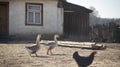 Old house on a farm with animals