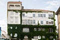 An old house in Galicia with its facade covered by green ivy Royalty Free Stock Photo