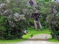 Old house with lilacs blooming in Summer Royalty Free Stock Photo