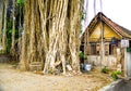 Traditional wooden village house in the middle of large old tree