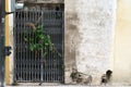 Old house portal with vegetation coming out of the gates