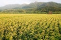 Old house and ripe rice with yellow color