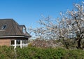 Old house in spring - blossom of a cherry tree, blue sky Royalty Free Stock Photo