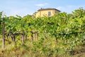 Old house or villa of Tuscany over vineyard row in autumn with ripe wine grapes. Grapes from vines in Italy Royalty Free Stock Photo