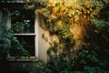 an old house with vines growing around it and the sun shining through the window Royalty Free Stock Photo