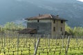 Old house in vineyards in italy Royalty Free Stock Photo