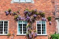 Old house wall with blue wisteria.