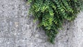 Old house wall in Salzburg covered by green leaves of creeping plants Royalty Free Stock Photo