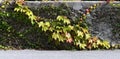 Old house wall in Salzburg covered by green leaves of creeping plants Royalty Free Stock Photo