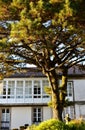 Old house with white gallery and pine tree. Sunset light, Santiago de Compostela, Spain. Royalty Free Stock Photo