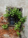 Old House Window With Covered With Grapes Royalty Free Stock Photo