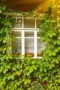 Old house window and wild grape leafs