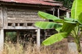 Old houses with banana leaves.