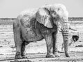 Old huge african elephant standing in dry land of Etosha National Park, Namibia, Africa Royalty Free Stock Photo