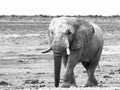 Old huge african elephant standing in dry land of Etosha National Park, Namibia, Africa Royalty Free Stock Photo