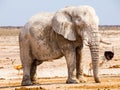 Old huge african elephant standing in dry land of Etosha National Park, Namibia, Africa Royalty Free Stock Photo